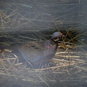 Mourning Dove
