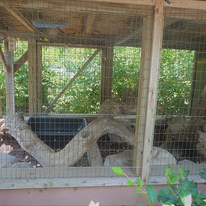 Green Iguana Exhibit 1