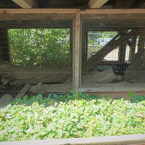 Green Iguana Exhibit 2