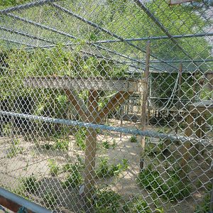 Monkey House - Patas Monkey Exhibit