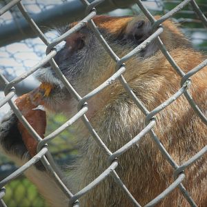 Monkey House - Patas Monkey