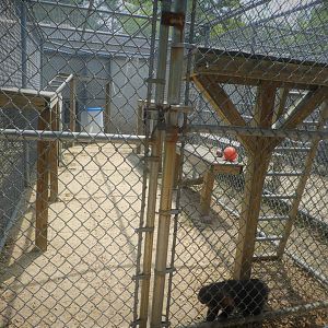 Monkey House - Tufted Capuchin Exhibit 1