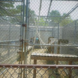 Monkey House - Tufted Capuchin Exhibit 2