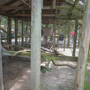 Barred Owl Exhibit