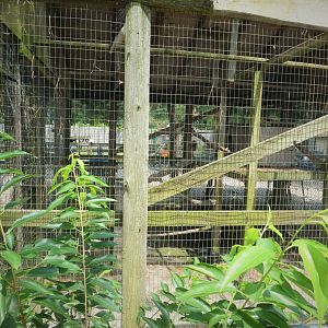 Red-tailed Hawk Exhibit