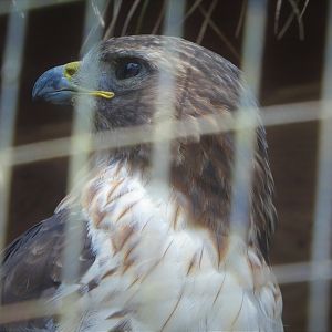 Red-tailed Hawk