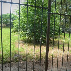 American Black Bear Exhibit 1