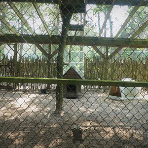 Arabian Red Fox Exhibit (May Be a Ruppell's Fox)