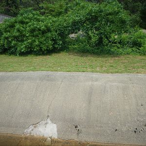 American Black Bear Exhibit 2