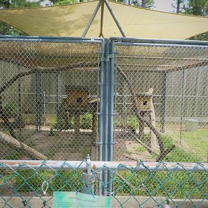 Eastern Gray Squirrel Exhibit (Right Side was Empty)