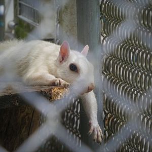 Eastern Gray Squirrel - Snowball