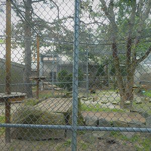 Olive Baboon Exhibit