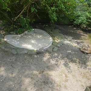 Leopard Tortoise & Russian Tortoise Exhibit