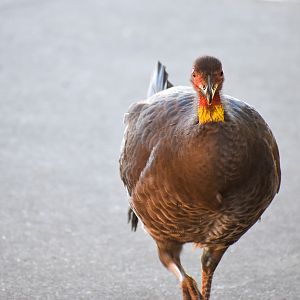 Australian Brush-Turkey (Alectura lathami)