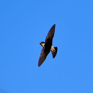 Tree Martin (Petrochelidon nigricans)
