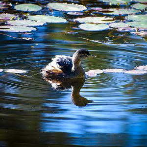 Australasian Grebe (Tachybaptus novaehollandiae)