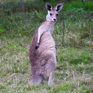 Scratching Eastern Grey Kangaroo (Macropus giganteus)
