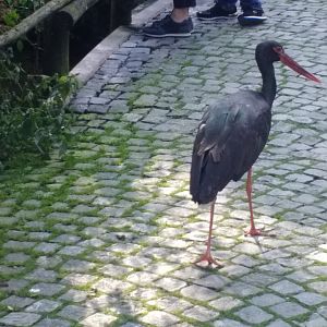Black stork, the shy forest phantom
