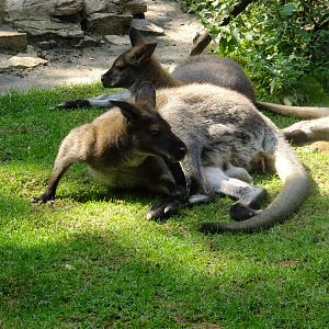 Red-necked wallabies