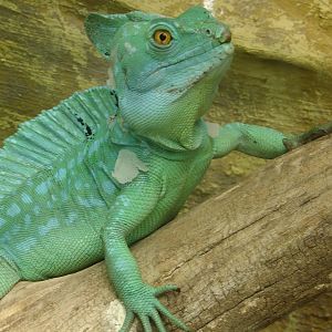 Green basilisk