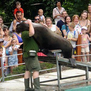 Sea lion show