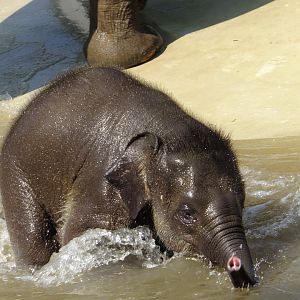 Asian elephant baby named Samu