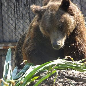 Brown bear