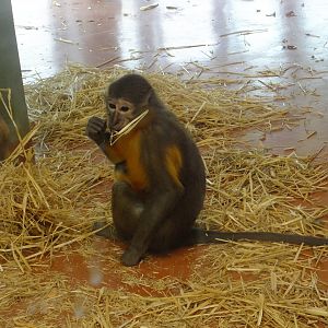 Golden-bellied mangabey