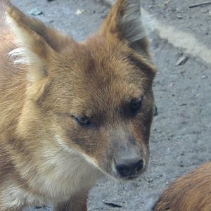 Dhole portrait