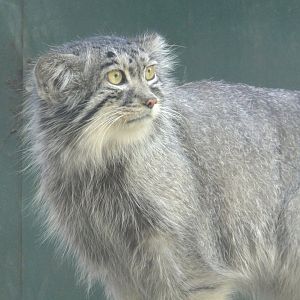 Pallas's cat