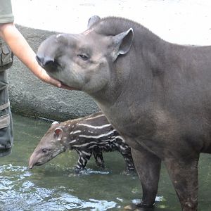 Lowland tapirs with a keeper