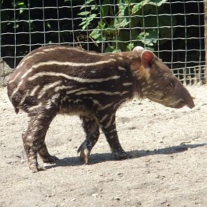 Lowland tapir baby named Rezső