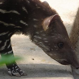 Tapir baby portrait