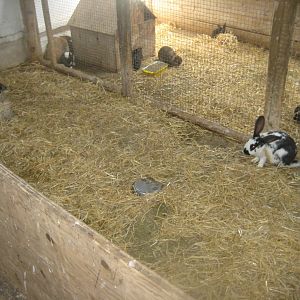 Enghave Dyre- og Naturpark - Petting stable - Rabbit exhibit #1