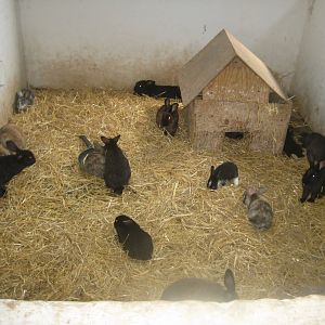 Enghave Dyre- og Naturpark - Petting stable - Rabbit exhibit #2
