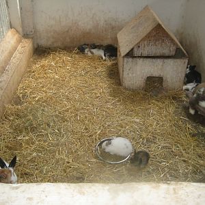 Enghave Dyre- og Naturpark - Petting stable - Rabbit exhibit #3