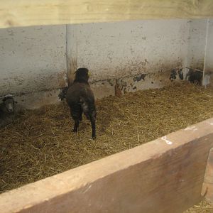 Enghave Dyre- og Naturpark - Petting stable - Goat/sheep exhibit