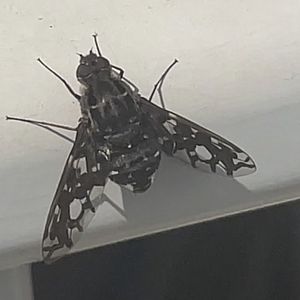 Tiger bee fly