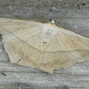 large maple spanworm moth