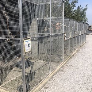 C&J’s animal park - Parrot aviaries