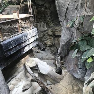 Tropics trail- former Asian small-clawed otter exhibit