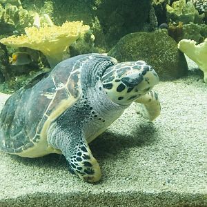 Hawksbill sea turtle sleeping