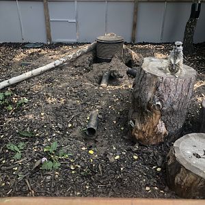 C&J’s animal park - Meerkat exhibit