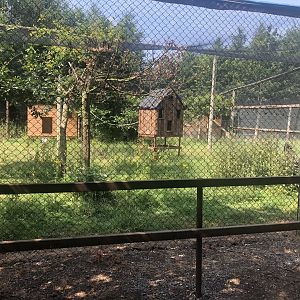 C&J’s animal park - Black and white ruffed lemur exhibit