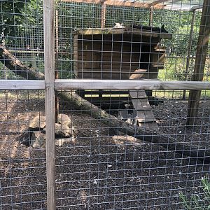 C&J’s animal park - Silver fox exhibit