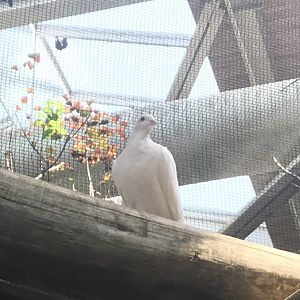 Pied imperial pigeon?