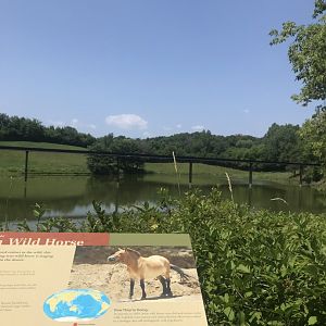 Northern trail- Przewalski’s horse exhibit #2 (former musk ox exhibit)