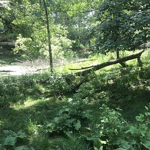 Northern trail- dhole exhibit