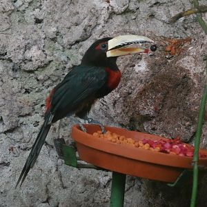 Brown-mandibled aracari