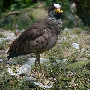 Wattled lapwing